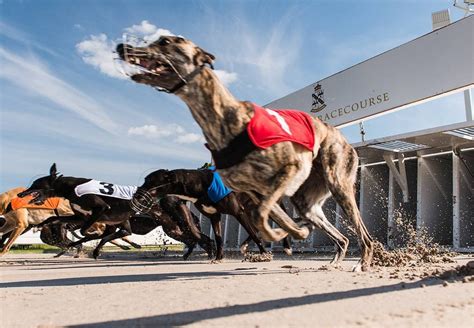 Greyhound Derby: 1.